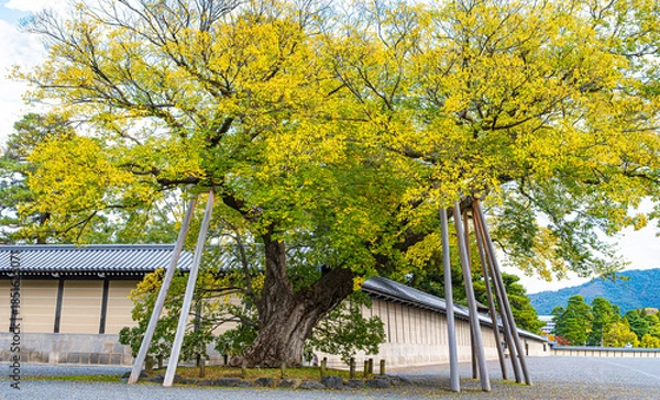 Obraz 京都御苑、清水谷家の椋