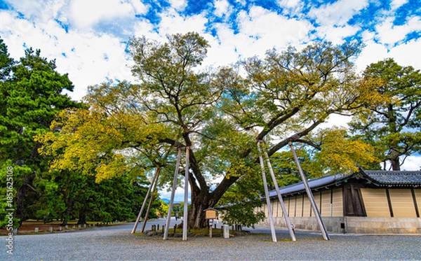 Obraz 京都御苑、清水谷家の椋