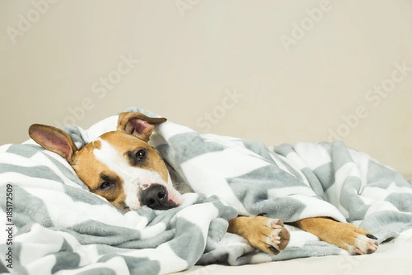 Fototapeta Funny young staffordshire terrier puppy lying covered in throw blanket and falling asleep. Tired or sick pitbull dog sleeping or resting under covers in bed in clean indoor bedroom conditions