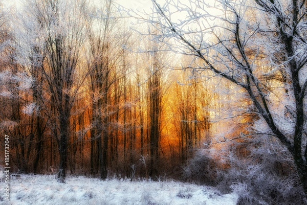 Obraz Winter woodland at sunrise with frost covered branches and soft golden light glowing through trees