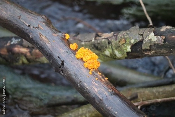 Obraz Giant Jelly Spot