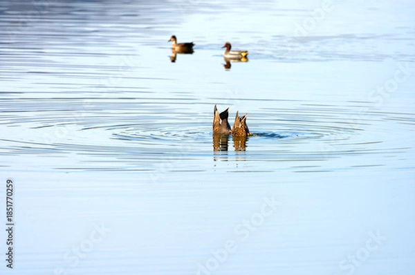 Obraz Scenic landscape with pond and ducks at Neeracherried nature reserve on a sunny autumn day. Photo taken December 20th, 2025, Neeracherried, Switzerland.