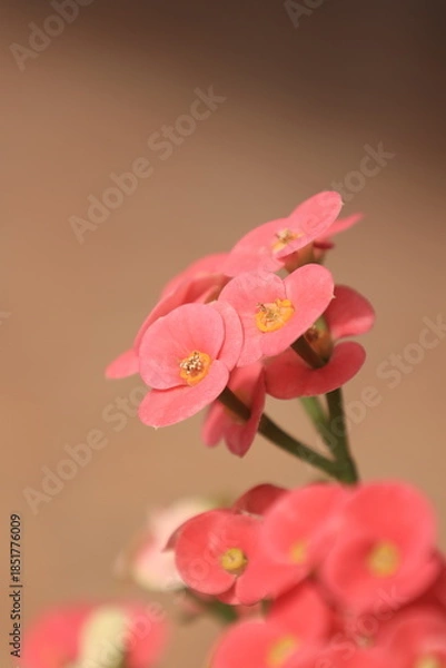 Obraz pink rose flower