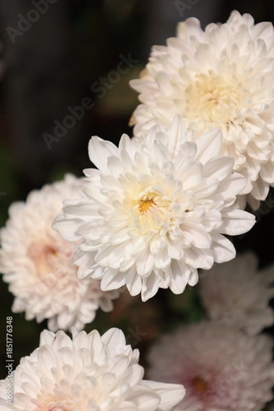 Obraz white chrysanthemum flower