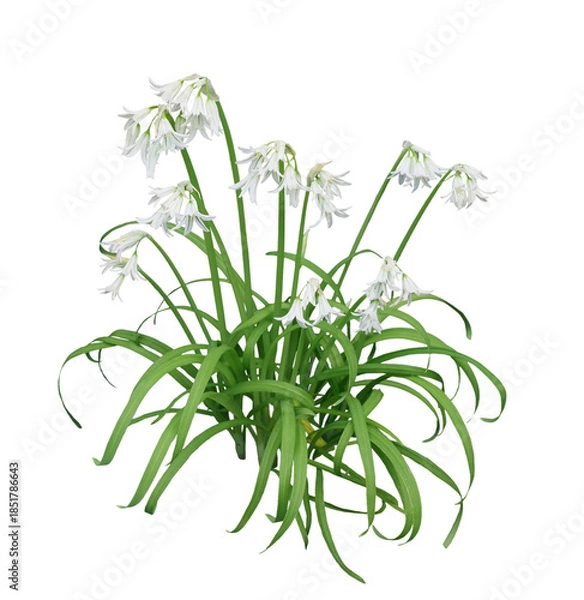 Fototapeta アリウム トリケトラム　4月撮影