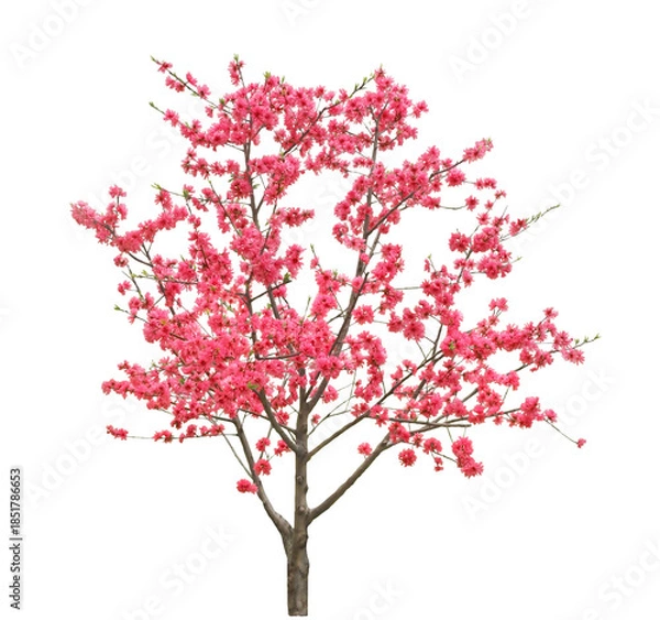 Obraz キクモモ　4月撮影　樹高2m