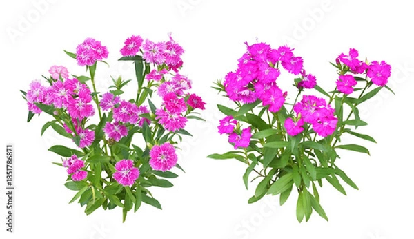 Obraz ナデシコ　5月撮影　