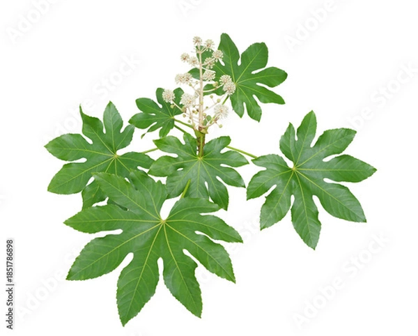 Obraz ヤツデ　12月撮影　花が咲いている