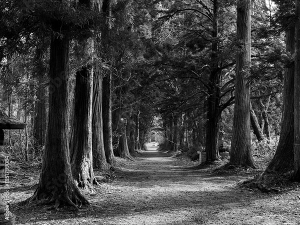 Obraz 戸隠　山中風景