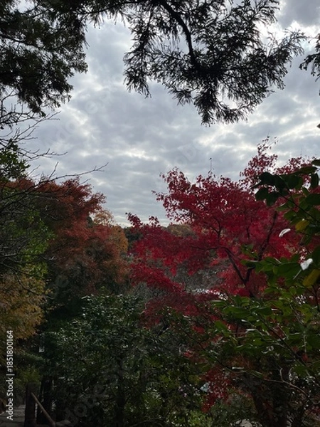 Fototapeta 鎌倉の紅葉