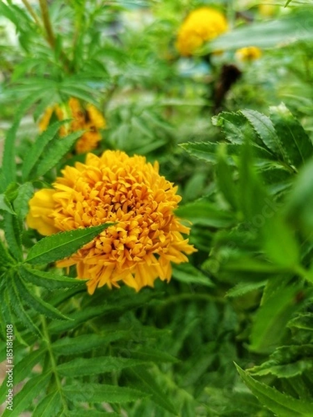 Obraz yellow dandelion flower