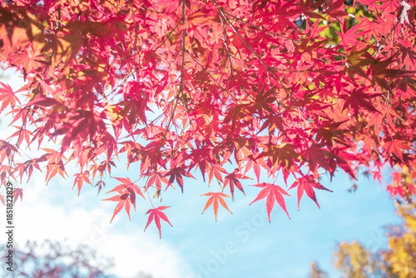 Obraz 紅葉と空