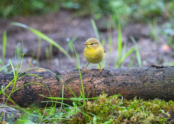 Fototapeta Willow warbler (Phylloscopus trochilus) perched on a fallen tree trunk in a forest