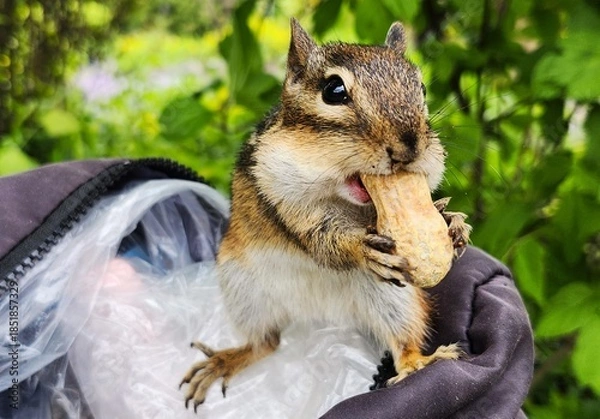 Obraz chipmunk eating nut