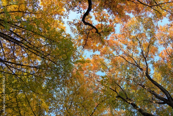 Obraz 秋の黄色い森の中で空を見上げる