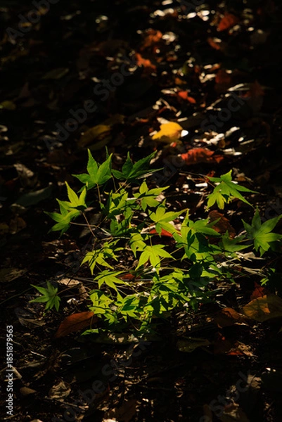 Obraz 秋の森の中で朝日に照らされた美しい緑色のカエデの葉