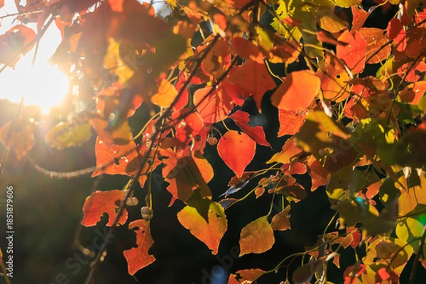 Obraz 秋の公園の朝陽を浴びた木の美しい紅葉