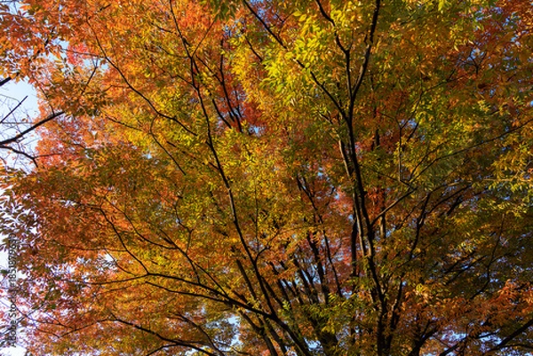 Obraz 秋の公園の大きな木の美しい紅葉