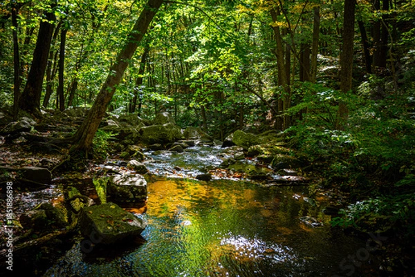 Obraz Early Autumn Stream