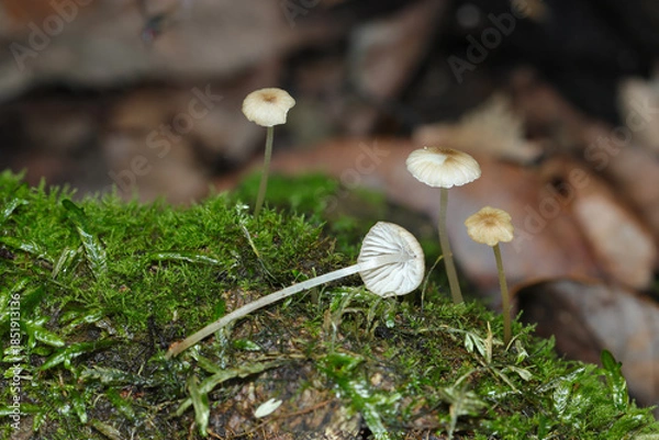 Fototapeta 苔の生える湿潤な土壌に小さくてかわいいクヌギタケ科キノコたちが生える（アウトドアフィールド菌・キノコ類マクロ撮影）