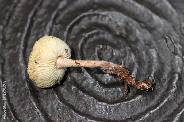 Obraz 成熟したシロカラカサタケ属茸の白いヒダと柄（アウトドアフィールド菌・キノコ類マクロ撮影）