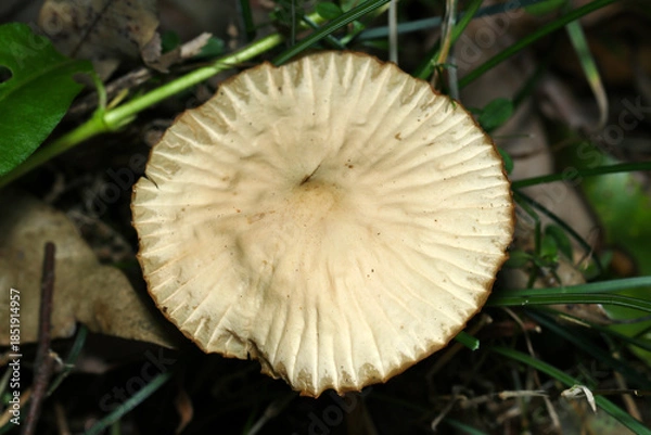 Fototapeta 扁平無毛、ふにゃふにゃなミゾの入ったオオホウライタケキノコのカサ表面アップ（アウトドアフィールド菌・キノコ類マクロ撮影）
