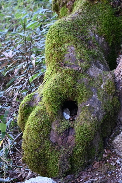 Obraz 上高地の苔