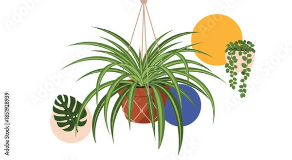 Fototapeta A vibrant spider plant in a hanging macrame planter, alongside other potted plants and abstract colorful circles, for home decor.