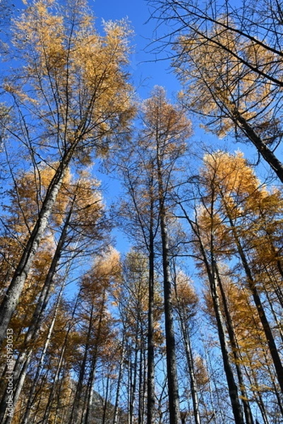 Obraz 秋の上高地　カラマツ