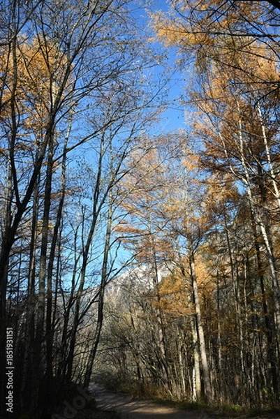 Obraz 秋の上高地　カラマツ