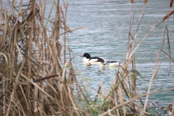 Obraz great crested grebe