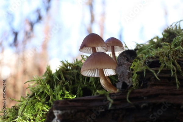 Obraz mushroom in the forest