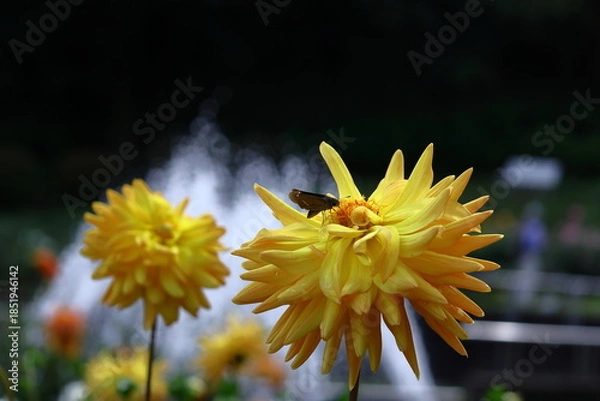 Obraz 色鮮やかな大輪