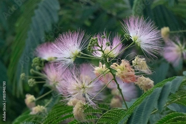 Obraz Schlafbaum/Seidenbaum-1