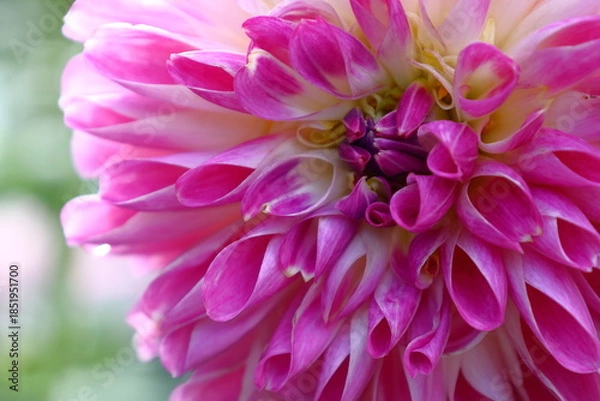 Obraz 色鮮やかな大輪