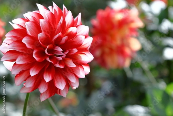 Obraz 色鮮やかな大輪