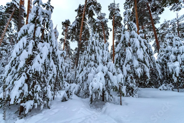 Fototapeta Winter pine forest after snowfall. Winter landscape.