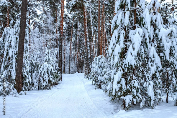 Obraz Winter pine forest after snowfall. Winter landscape.
