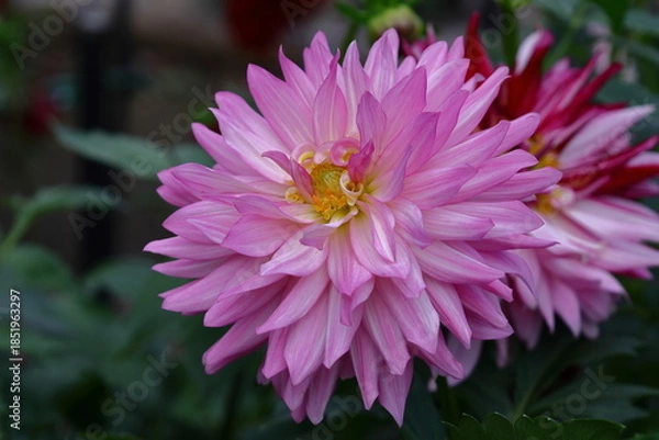 Obraz 色鮮やかな大輪