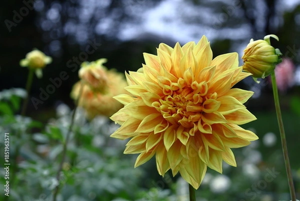 Obraz 色鮮やかな大輪