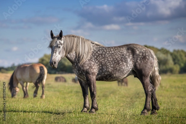 Obraz Percheron mare close up