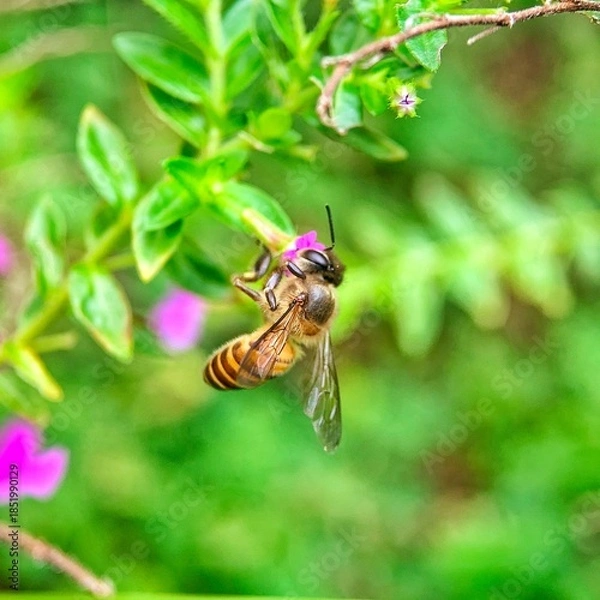 Obraz Bee feeding on tiny flower