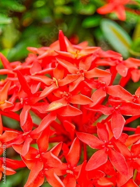 Obraz Tropical red ixora close up