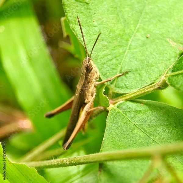 Obraz Green leaves with natural pattern