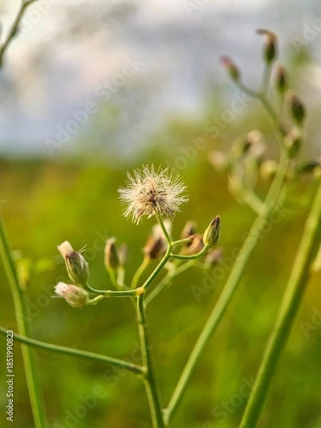 Obraz Tiny wildflower seed head macro