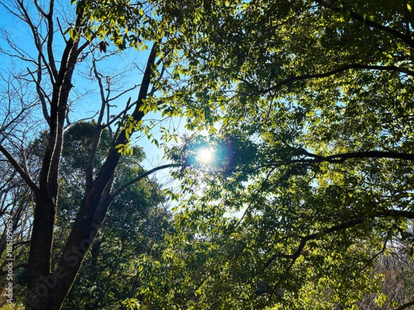 Fototapeta 木々と太陽光