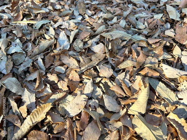 Fototapeta 落ち葉のアップ