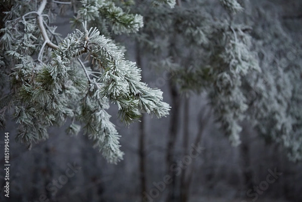 Obraz frost on the branches of tree