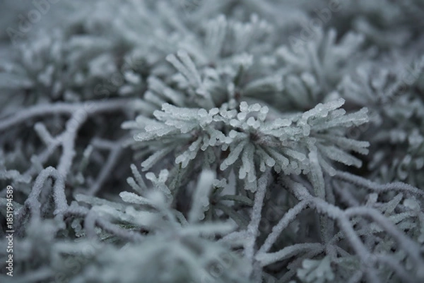 Obraz frost on the branches of tree