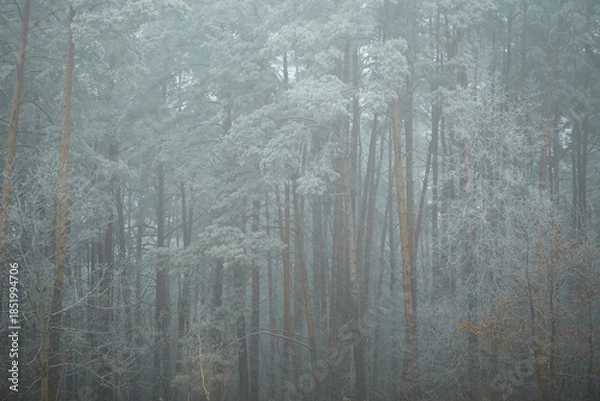 Obraz frost on the branches of tree